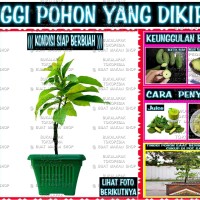 Jual ALPUKAT CUANKI PANJANG ((( Pohon Buah Import ))) Murah