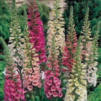 Jual Benih Biji Bibit Bunga Foxglove Foxy Mixed Import UK/Inggris Murah