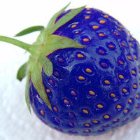 Jual Benih Blue Strawberry / Strawberry Biru (Import) Murah