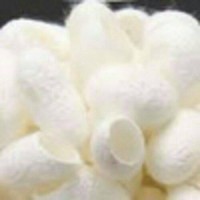 Jual COCOON FACIAL BABY ( facial kepompong ulat sutera ) Murah
