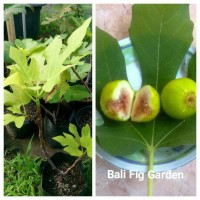 Bibit Pohon Buah Tin/Ara/Fig Jenis Green Yordan