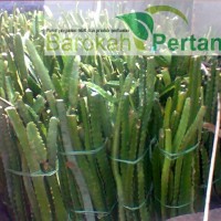Jual Bibit Buah Naga Putih Super dari Banyuwangi Murah