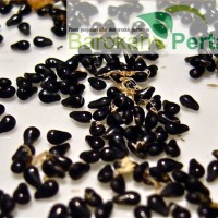 Jual Biji Bibit Buah Naga Merah Super dari Banyuwangi Murah