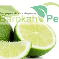 Jual Biji Bibit Buah Jeruk Pecel Super dari Banyuwangi Murah