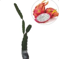 Bibit Buah Naga Putih