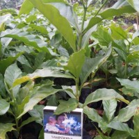 Jual bibit kopi arabica Murah