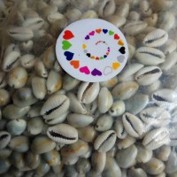 Jual Kerang Biji Congklak Kecil Murah