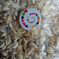 Jual Kerang Congklak Potongan Bahan Prakarya 20 pcs Murah
