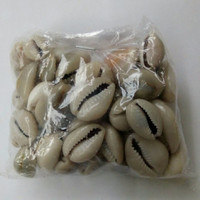 Jual Harga Grosir Biji Congklak Ekslusife Kerang Murah