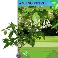 Tanaman Bunga Anting Putri