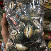 Jual SPECIAL Kerang Congklak Kiloan RECOMENDED Murah
