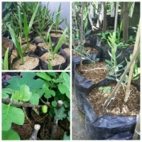 PAKET HEMAT BIBIT TANAMAN BUAH SURGA - KURMA - TIN - ZAITUN