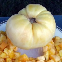 Jual Bibit Benih Seeds Sayur Tomat Putih Unik Great White Tomat T2909 Murah