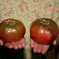 Jual Bibit Benih Seeds Tomat Ungu Cherokee Purple Tomato Mudah T2909 Murah