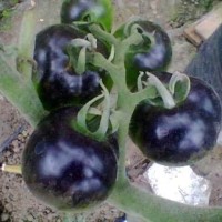 Jual Benih/biji/bibit/seed tomat indigo rose Murah