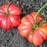 Jual 12 Seed Biji Benih Buah Tomat Mawar Jumbo Murah
