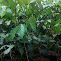 bibit pohon rambutan rapiah
