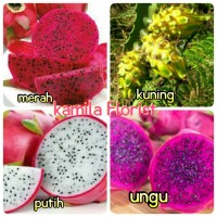Paket 4 batang bibit buah naga (merah,kuning,putih,ungu)