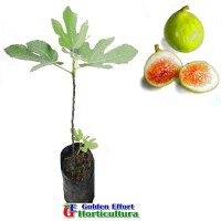 Bibit Buah Tin CONADRIA