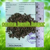 Benih sengon Solomon Gratis ongkir seluruh Indonesia - bibit Sengon