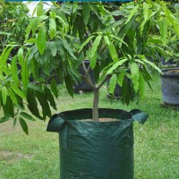 Planter Bag 50 Liter PLASTIK polybag pot bibit tanaman buah / bonsai