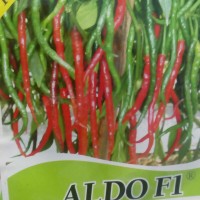 benih bibit cabe merah keriting