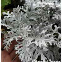 Jual Tanaman Putri Salju Dusty Miller/Tanaman Daun Silver/Tanaman Indoor Murah