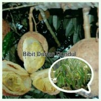 Bibit Durian Gundul super