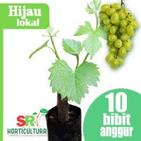 10 Bibit Anggur Lokal Hijau