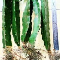 Jual GRADE-A -Batang Bibit Bunga Hias/Buah Naga Merah.Dahan Sudah Berakar Murah