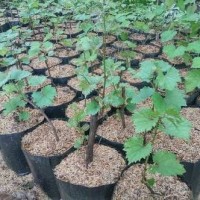 Bibit Anggur Merah lokal