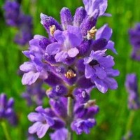 Bibit Bunga Lavender 25 biji
