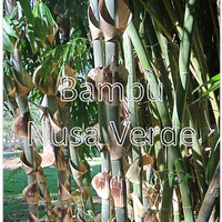Bibit bambu apus/bambu tali (Gigantochloa apus) kultur jaringan