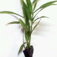 bibit jahe merah(zingiber officinale van rubrum rhizoma)