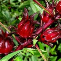 Bibit Bunga Rosella Merah