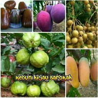 Bibit Mangga Irwin, Chokanan Jambu Air Jambu Kristal Kelengkeng 1 jari