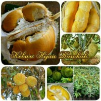 Paket 3 Jenis Bibit Durian Musangking Asli-Montong Jumbo-Bawor Bangkok