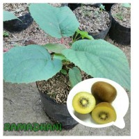 bibit tanaman buah kiwi golden
