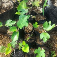 paket 10 bibit pohon ara tin siap buah 3 bulan