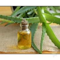 Promo Terbaru 30 ml - Aloe Vera Oil / Minyak Lidah Buaya
