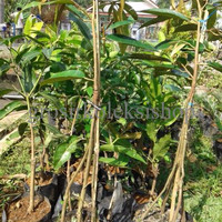 SPECIAL bibit durian bawor kaki 4 super unggul PALING MURAH