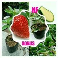 Beli Bibit Buah Alpukat Tanpa Biji Dapat Bonus Strawberry Jumbo.