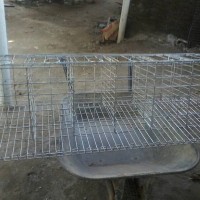 Kandang ayam petelur