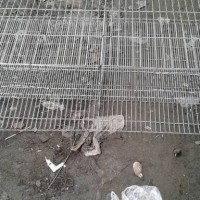Kandang puyu kapasitas 50 ekor dan ayam petelur
