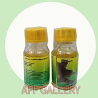 Minyak Bulus Nori Original 15 ml