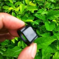 Cincin Akar Bahar Hitam JOK00152