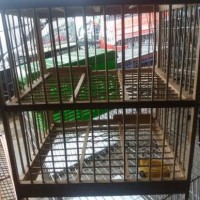Kandang Burung Dara / Dongdang