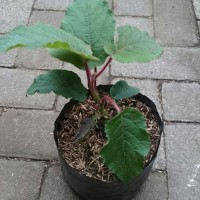 bibit tanaman buah kiwi