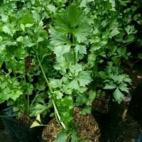 bibit pohon seledri(celery)