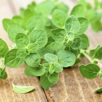 Bibit Benih Oregano Greek